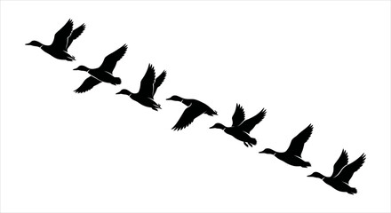 Geese flying in formation on a white background © Sunnn