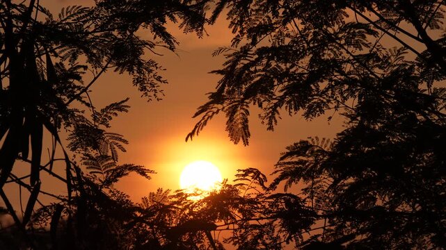 Cinematic Timelapse sunrise silhouette through tree branches. Bright sun disc against an orange sky, perfect for transitions or travel and nature storytelling.