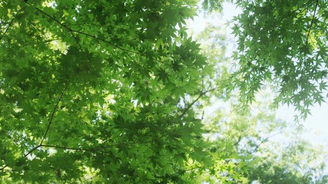 キラキラ輝く春夏の新緑の葉と木漏れ日の輝き　森林の葉のボケの光　輝く太陽の日差しとレンズフレア　眩しい日光とハレーションの強い　自然の風景背景