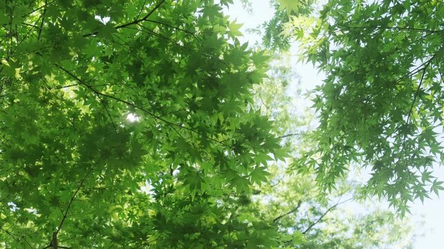 キラキラ輝く春夏の新緑の葉と木漏れ日の輝き　森林の葉のボケの光　輝く太陽の日差しとレンズフレア　眩しい日光とハレーションの強い　自然の風景背景