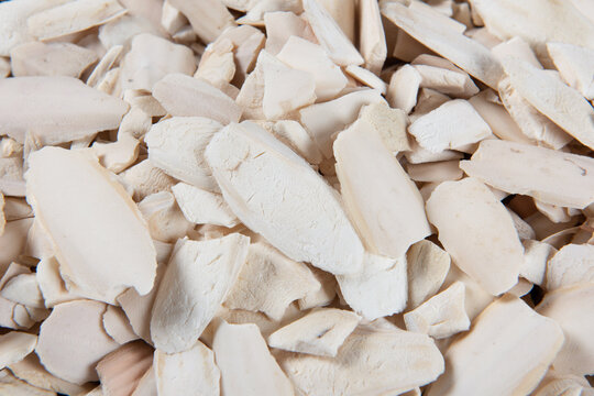Broken cuttlefish bones providing calcium for birds