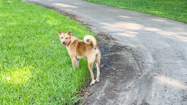 Brown Mongrel Stray Dog Standing on Green Grass Near Paved Road
