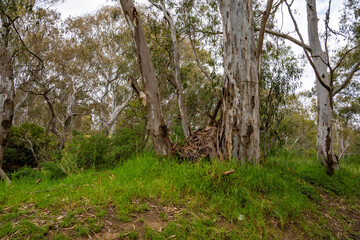 Fototapeta premium The eucalyptus forest. Brimbank Park (Parks Victoria) Australia, Victoria, December 2025.