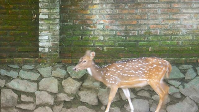 A group of domestic deer, walking from right to left