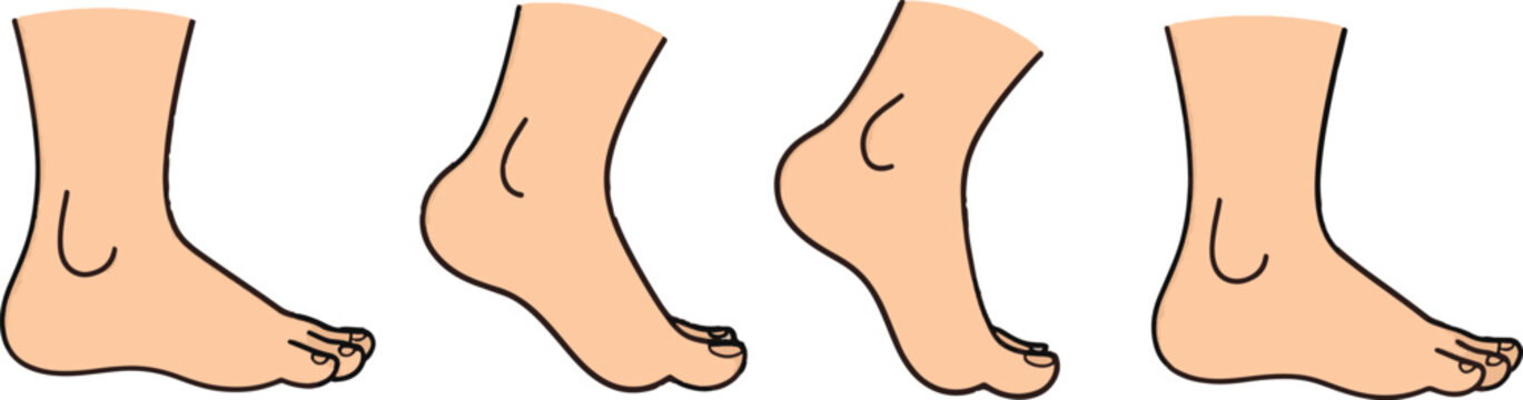 Vector feet illustrations, human foot anatomy, barefoot, cartoon style, 3 different positions