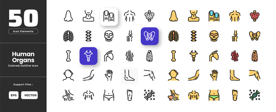 Human Organ Icon Set Collection - Outline Line Art Style. Containing Abdomen, Arm, Back, Bone, Chest, Coccyx Tailbone, Dna, Fingers, Foot, Hand, Head, Hip Bone, Knee, Neck, Nose, Pelvis, Rib Cage.