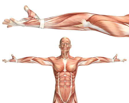 3D medical figure showing elbow supination