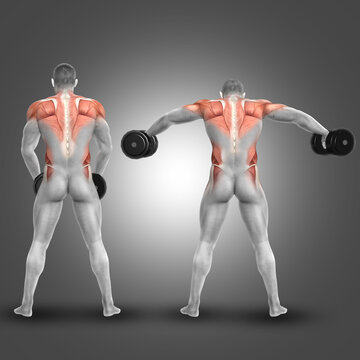 3D male figure doing dumbbell standing lateral raise