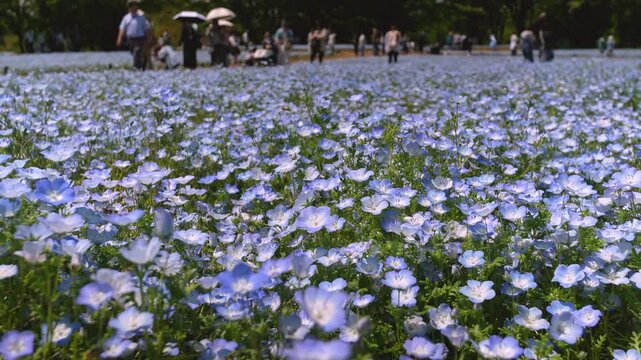 Slow-Motion Handheld Tracking Shot Moving Left Across a Nemophila (Baby Blue Eyes) Flower Field in Japan