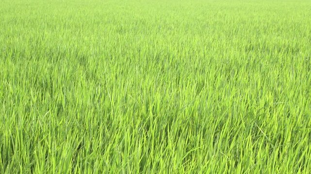 埼玉県の田んぼで風に揺れる若稲、緑が広がる夏の自然背景素材4K映像