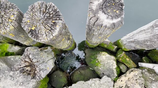 Top-down close-up of old weathered wooden piles from a decayed pier rising from calm water, dotted with lichen and bright green algae among mossy rocks under soft overcast light