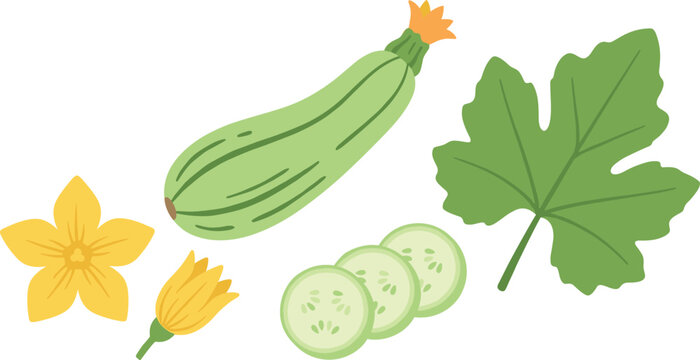 Fresh zucchini vector illustration set featuring whole green squash marrow with flower leaf and round slices for healthy organic vegetable and garden design projects.