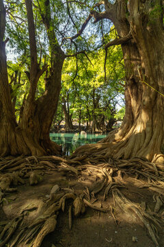 Ancient tree roots and turquoise water at Lago de Camecuaro, Michoacan, Mexico