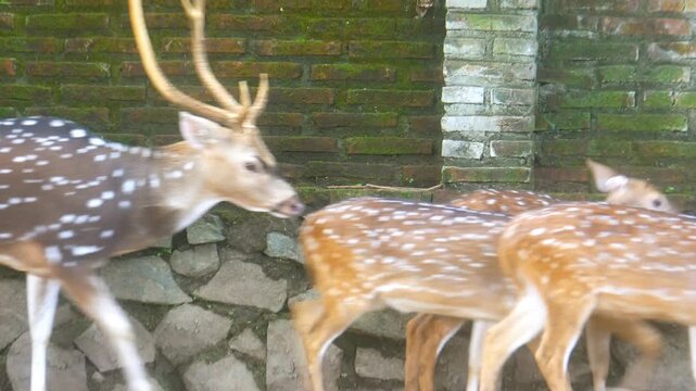 A group of domestic deer, walking from left to right