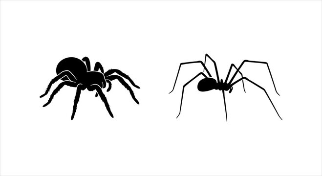 Two Black Spider Silhouettes Isolated on a White Background