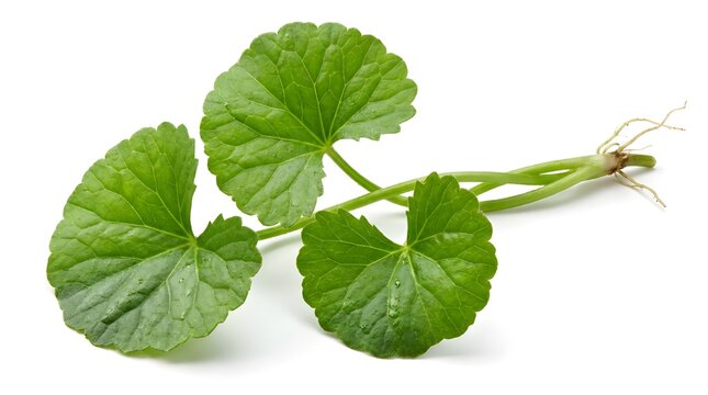 Fresh Gotukola Centella Asiatica Leaves Isolated