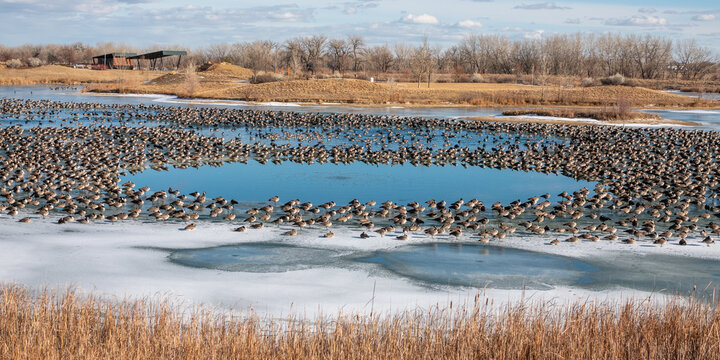 Massive Canada Goose Flock on Frozen Winter Lake &ndash; Migration Firestone, Colorado, USA