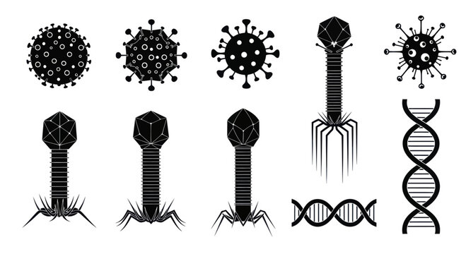 Collection of Viruses and Bacteriophages with DNA Strands.