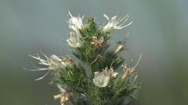Macro of Echium vulgare spike inflorescence swaying in summer breeze. White and pink tubular flowers with long stamens at various bloom stages tremble in wind against soft blue-green bokeh