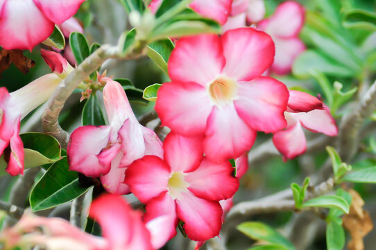 Desert rose, APOCYACEAE or Adenium obesum or Mock Azalea or red bignonia or Impala lily or red and white flower
