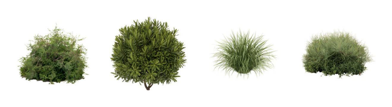 Green garden shrubs and landscape bushes set, four realistic ornamental plants on white background, decorative foliage for architectural rendering