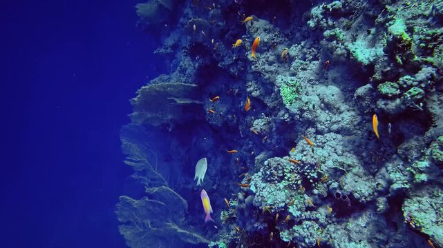 Dramatic reef wall face hosts a large gorgonian sea fan and clouds of orange anthias in deep blue water. Bali, Indonesia