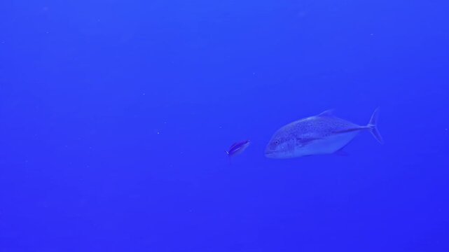 A single silver trevally fish drifts alone through an expanse of featureless deep blue open ocean water. Bali, Indonesia