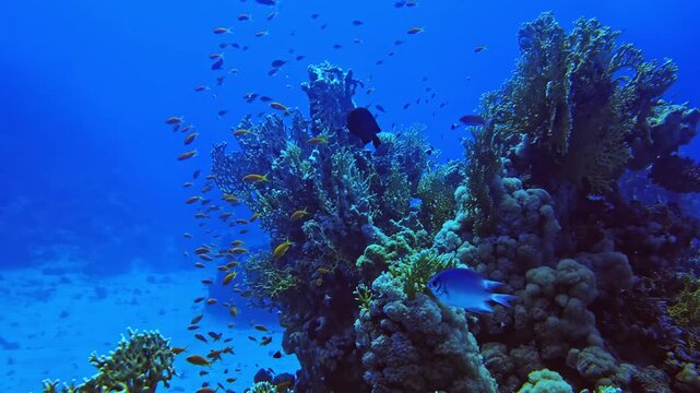 A dramatic coral pinnacle rises from the seabed, swarming with golden anthias and reef fish in blue water.