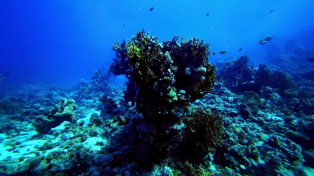 A solitary rounded coral bommie emerges from a flat sandy reef floor in vast, clear deep blue water. Bali, Indonesia