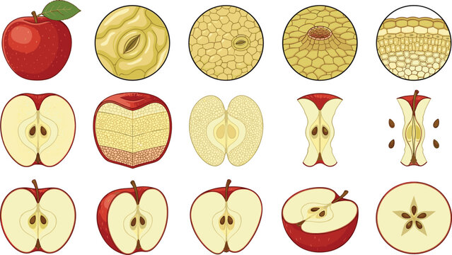 Detailed Botanical Apple Anatomy Vector Set with Microscopic Cell Tissue Views Cross Sections Core Structures and Fruit Skin Pores for Biology Education and Science Textbook Graphic Designs