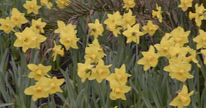 mid panning shot of Daffodils in flower at Wellington Esplanade Gardens at Lowestoft
