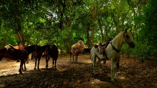 Saddled horses resting under tropical forest canopy broken and tired in Tayrona National Park Colombia