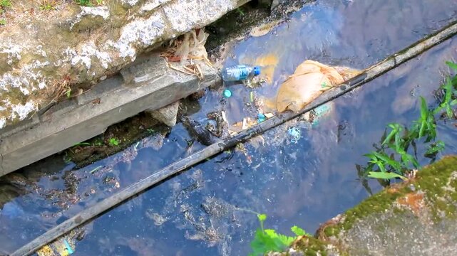 Wild monitor lizard swimming through polluted trash filled river Thailand.