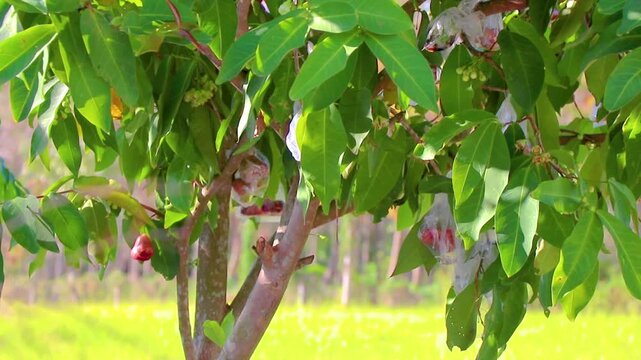 Cashew nuts and fruits growing on tree ready for harvest in tropical nature Thailand.