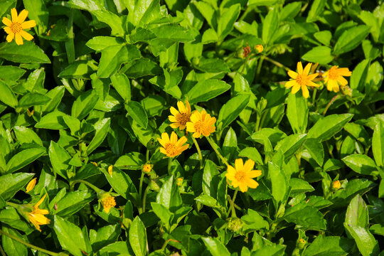 Wedelia flower (Sphagneticola trilobata) Bright yellow flowers bloom among lush green leaves
