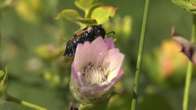 Black-and-orange hairy Epicometis hirta scarab foraging on an open pink wildflower with purple stamens. Lush green bokeh, warm summer daylight, wild meadow pollination scene