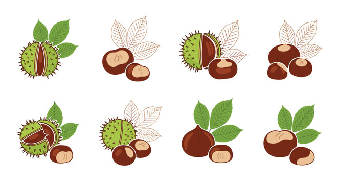 Colorful detailed drawings of horse chestnuts with leaves and husks arranged in various botanical clusters for autumnal themes.