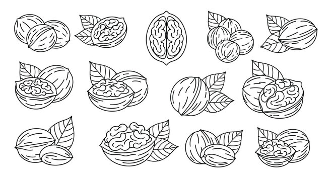 Collection of walnut and pecan illustrations in line art style showing whole nuts, shells, kernels, and leaves for botanical design.
