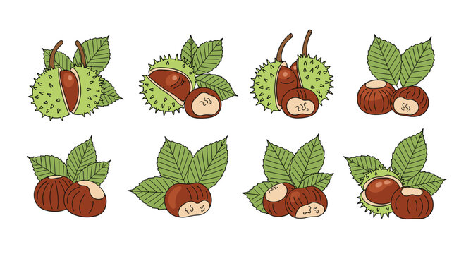 Selection of chestnuts in spiky green hulls and peeled, with green leaves, presented in a realistic hand-drawn illustration style.