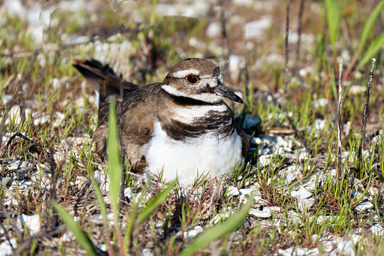 A Killdeer Sitting on her Nest