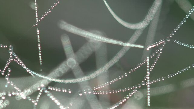 Macro of a spider web covered in glittering dew drops with soft circular bokeh and refracted rainbow sparkles on a green background
