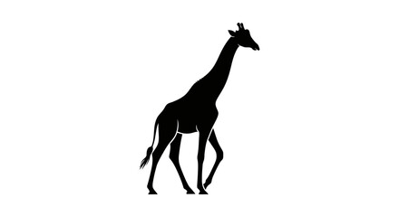 Fototapeta premium Silhouette of a walking giraffe against a white background, side view, isolated.