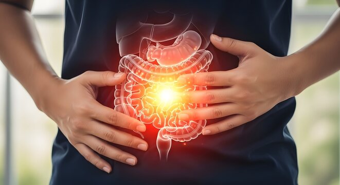 Intestinal inflammation and digestive system anatomy. Gastroenterology and bowel health. Human hands holding a stomach with a translucent overlay of the colon and intestines.