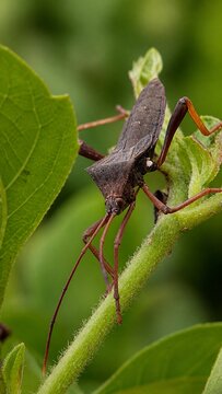 green shield bug