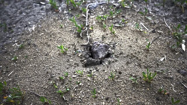 Ameisen laufen gesch&auml;ftig hin und her 