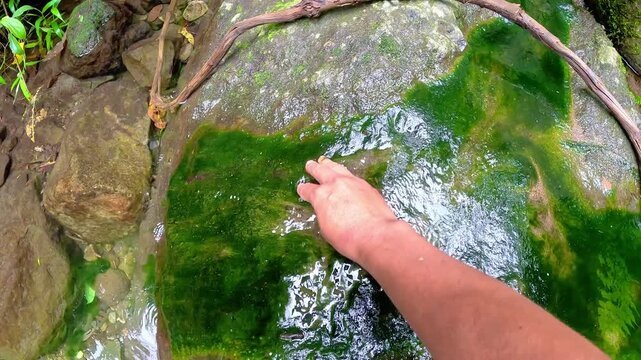 A man is harvesting green moss on a rock, in a water channel, for fishing bait.