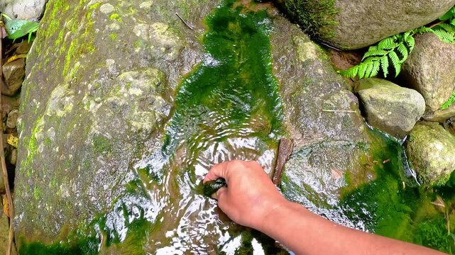 A man is harvesting green moss on a rock, in a water channel, for fishing bait.