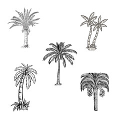 Hand-drawn tropical palm tree vector set. Includes various palm species in a detailed sketch style. Perfect for beach themes, exotic travel branding, and summer holiday illustrations. © Mia Collections 