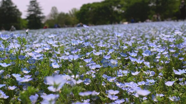 Slow-Motion Handheld Tracking Shot Moving Left Across a Nemophila (Baby Blue Eyes) Flower Field in Japan