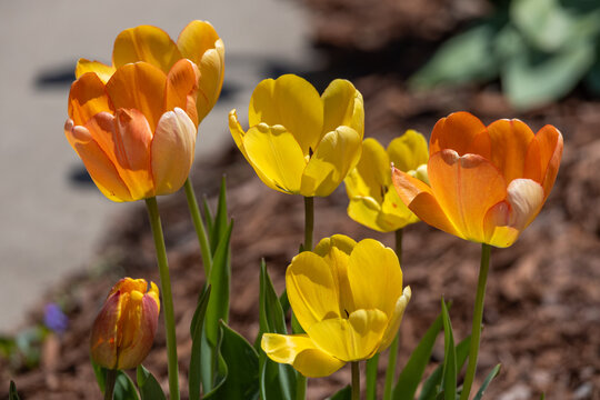 Close up view of a small patch of pretty orange and yellow perennial tulips (tulipa) in a sunny garden
